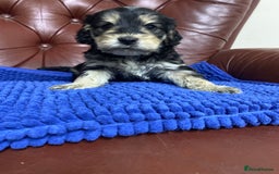 Cockapoo dogs for sale: F1 Gen Cockapoo Puppies - Image 8