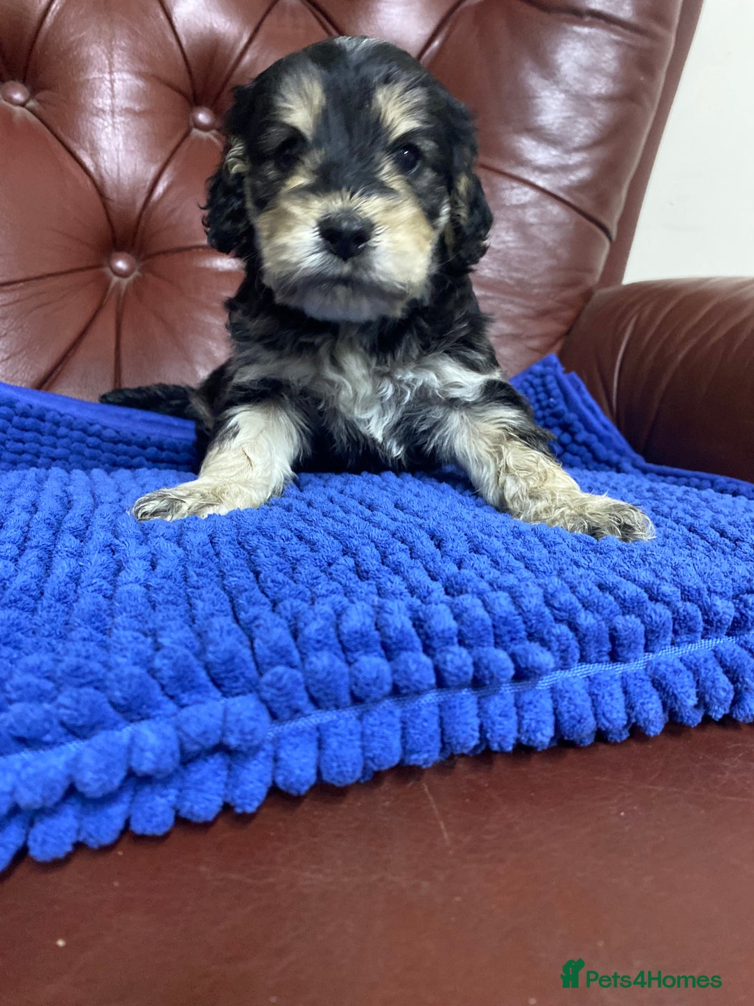 Cockapoo dogs for sale: F1 Gen Cockapoo Puppies - Image 8