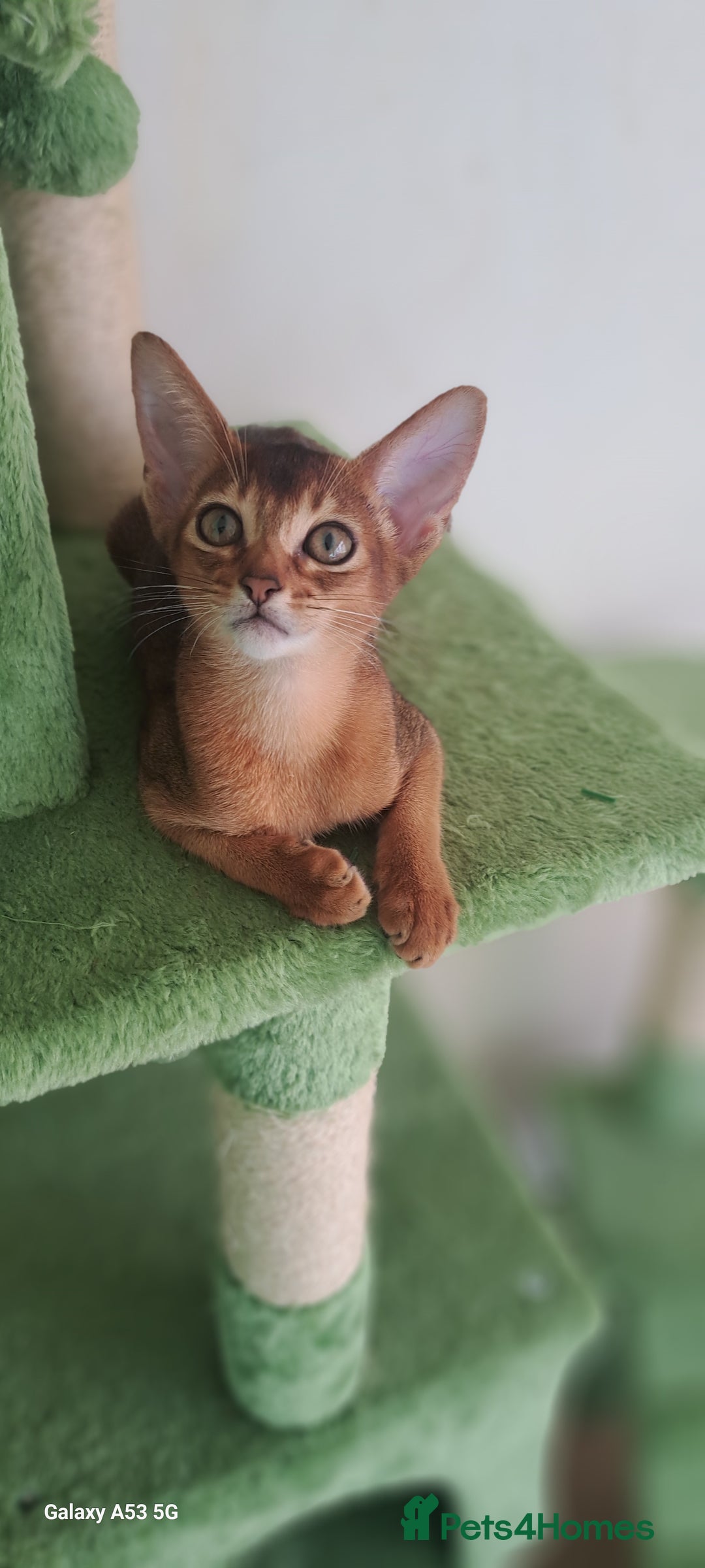 Abyssinian cats for sale: 5✨TICA Beautiful Abyssinian Kittens - Image 9