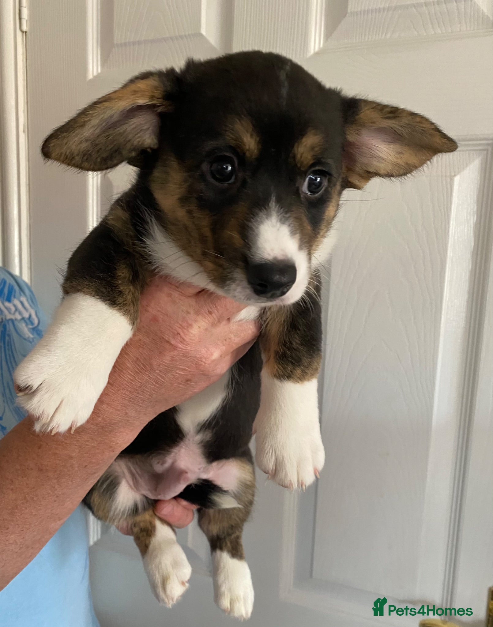 Welsh Corgi Cardigan dogs WELSH CARDIGAN CORGI BABIES - Advert 2