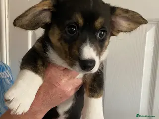 Welsh Corgi Cardigan dogs WELSH CARDIGAN CORGI BABIES - Advert 2