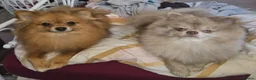 Pomeranian dogs for sale: Extra small Last Girl Pom  - Advert 10