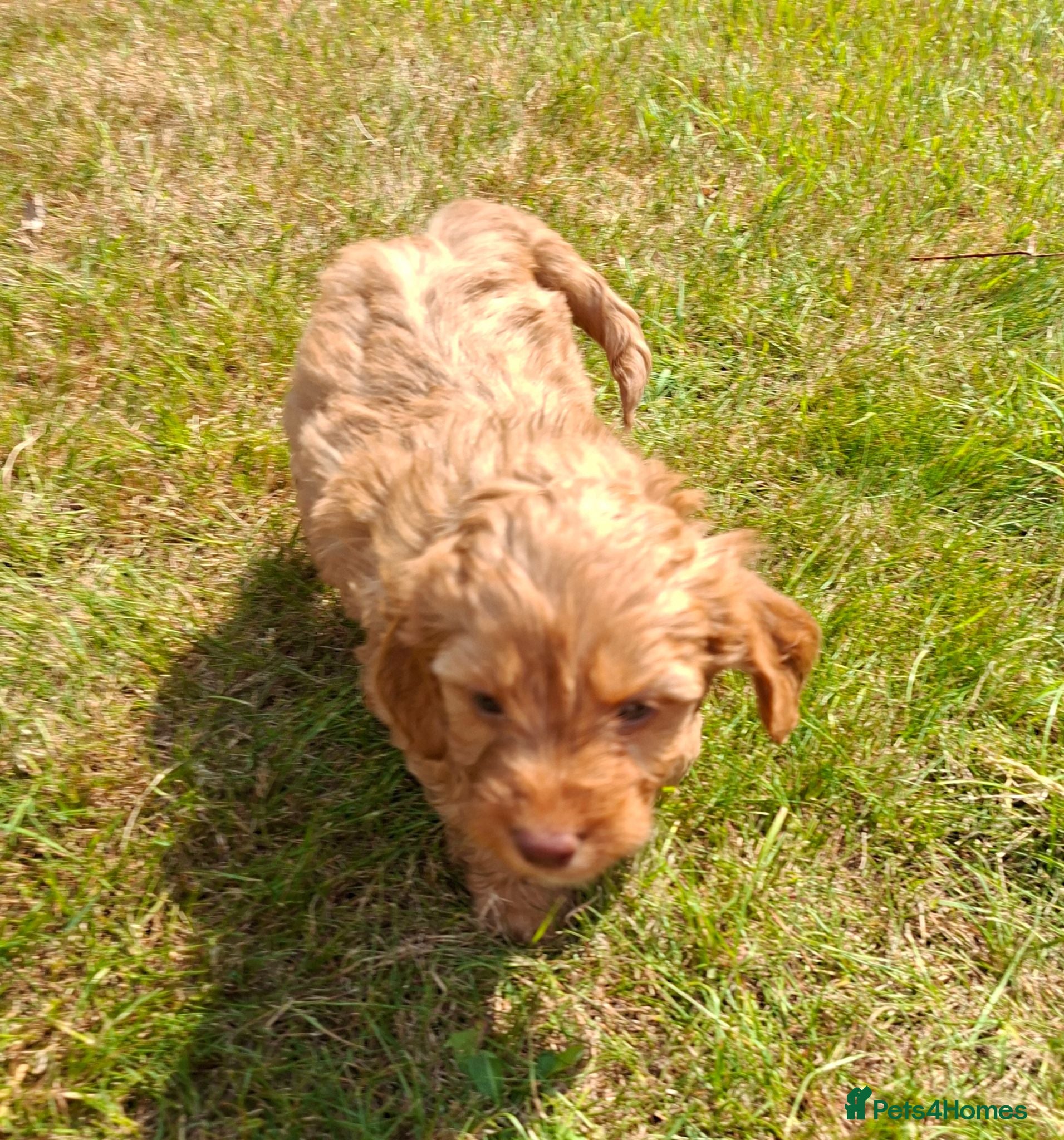 Cockapoo dogs Reduced £1,000  f1 cockerpoo pups  - Advert 1