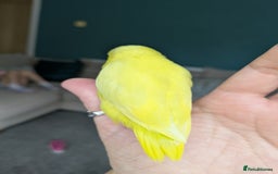 Parakeets birds for sale: Handtame parrotlet - Image 3