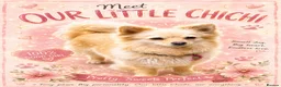 Pomeranian dogs for sale: My Pomeranian gave me 1 sweet little boy.  in Romford - Advert 13