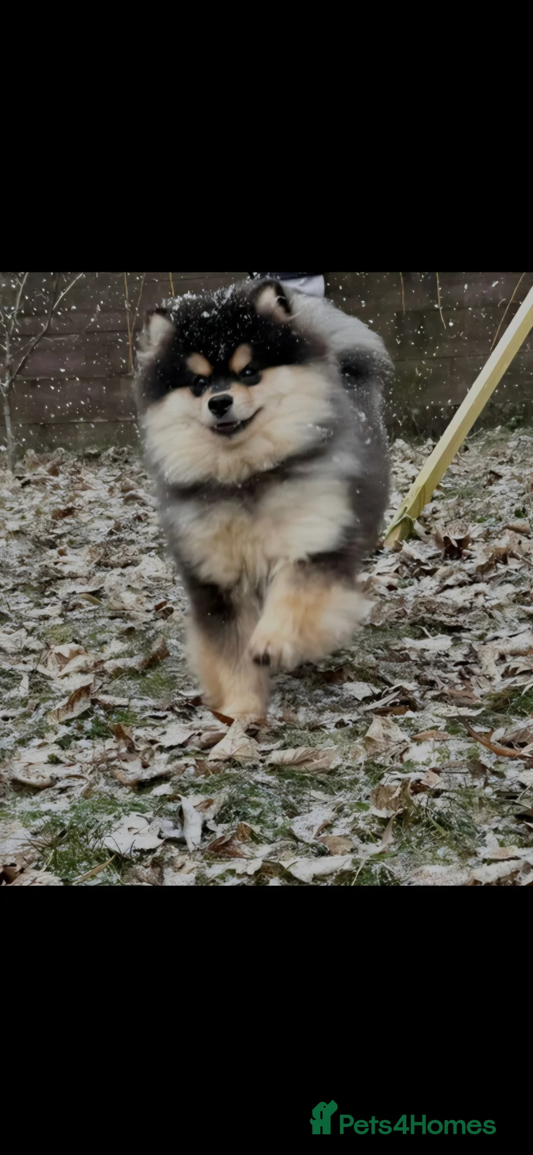 Pomsky dogs for sale: Batman F3 Pomsky boy  - Advert 25
