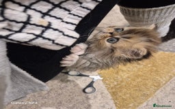 Exotic cats for sale: Exotic longhair and short hair kittens  - Image 33