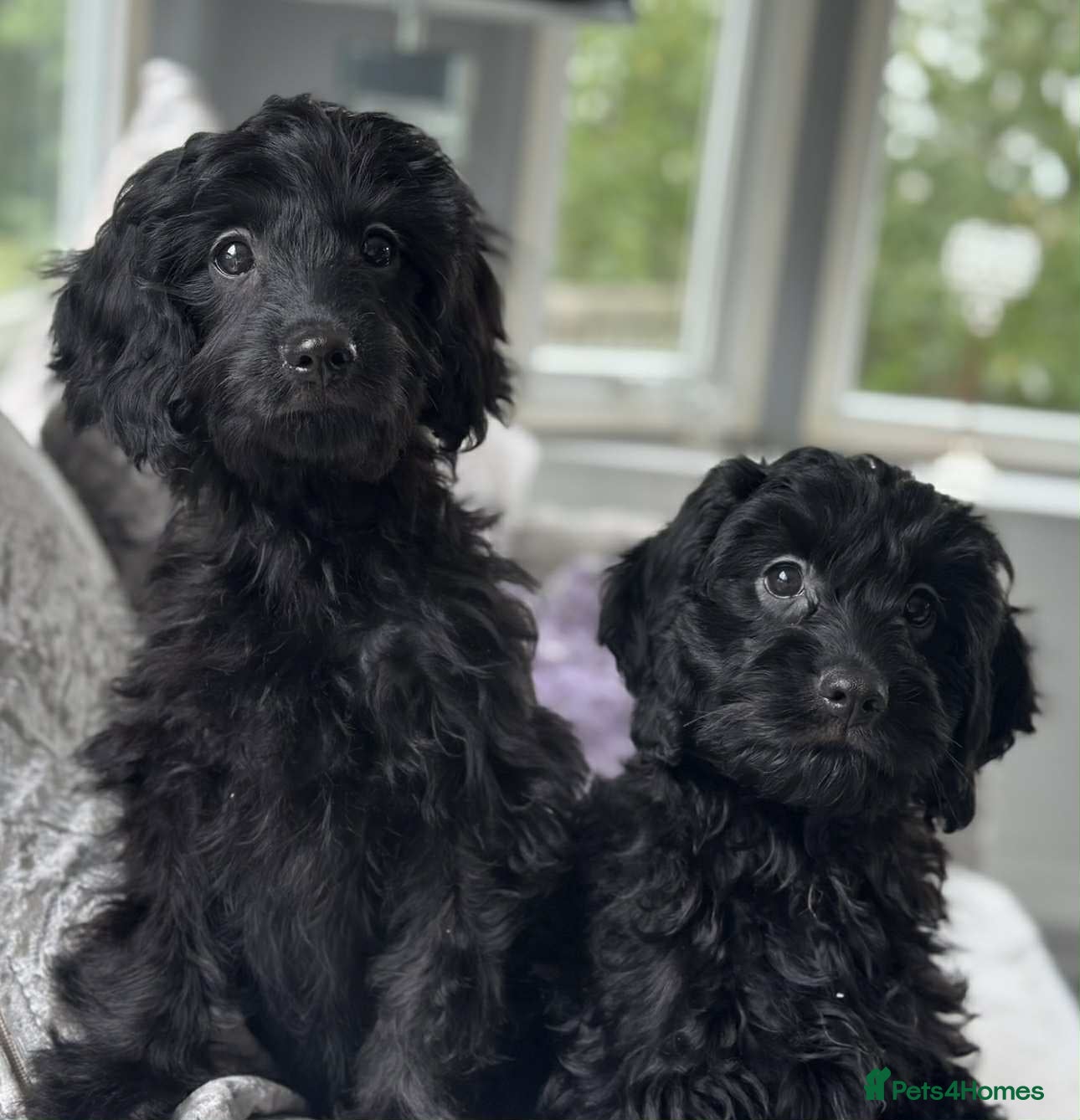 Cavapoo dogs Stunning dna clear Cavapoo’s  - Advert 7