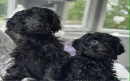 Cavapoo dogs for sale: Stunning dna clear Cavapoo’s  - Image 7