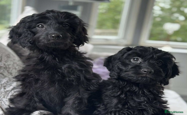 Cavapoo dogs - Advert 2