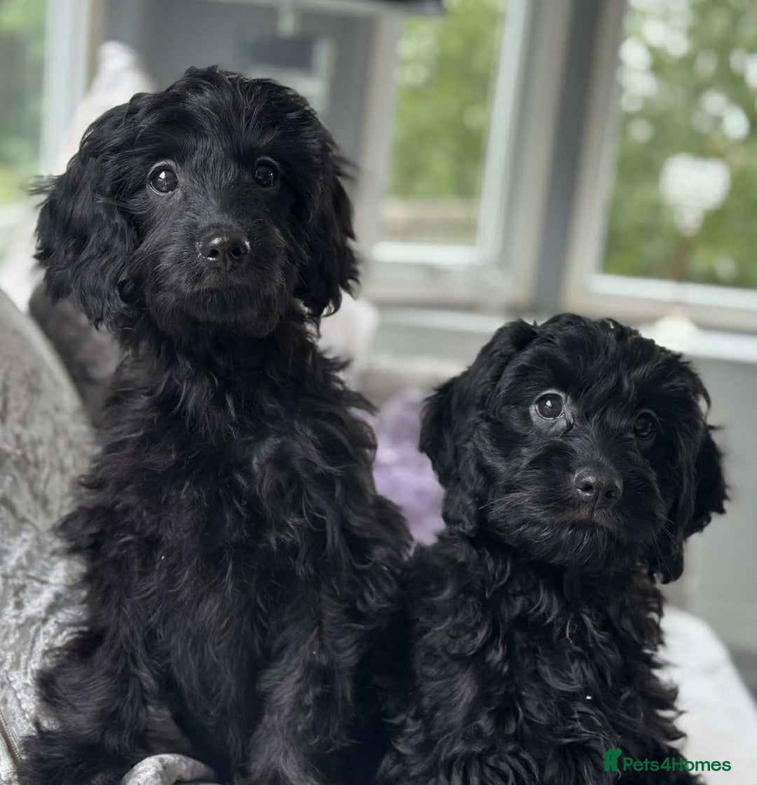 Cavapoo dogs for sale: Stunning dna clear Cavapoo’s  - Image 7