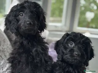 Cavapoo dogs Stunning dna clear Cavapoo’s - Advert 7