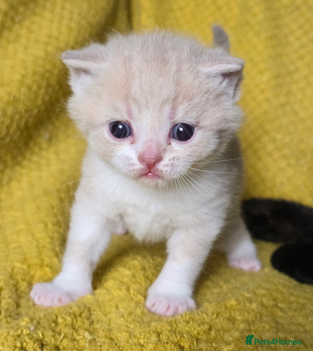 British Shorthair cats for sale: 1 BOY LEFT TICA reg BSH and BLH kittens - Advert 10