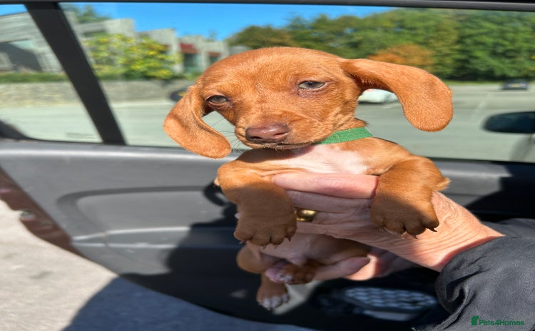 Miniature Dachshund dogs - Advert 3