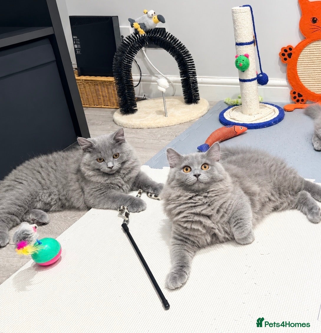 British Longhair cats British longhair kittens  - Advert 12