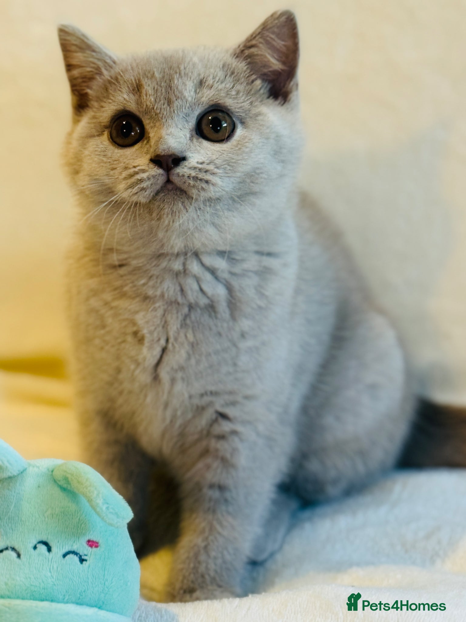 British Shorthair cats 5 Beautiful kittens❤️❤️❤️ - Advert 1
