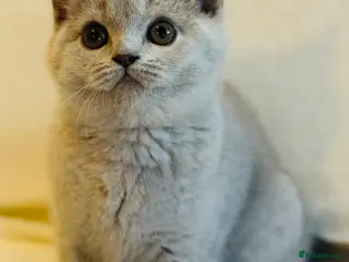 British Shorthair cats 5 Beautiful kittens❤️❤️❤️ - Advert 1