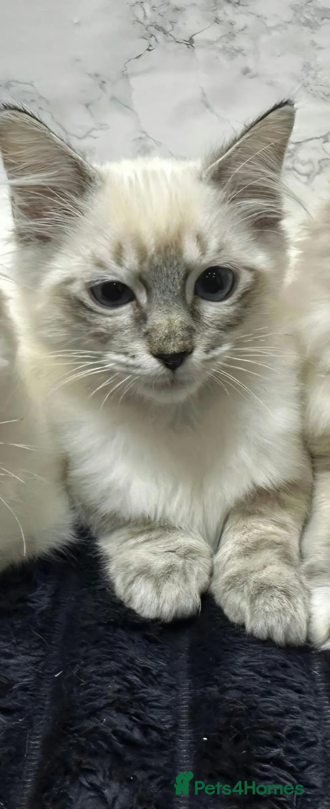 Ragdoll cats for sale:  🌸 GCCF/TICA Registered Pedigree Ragdoll Kittens  - Advert 2