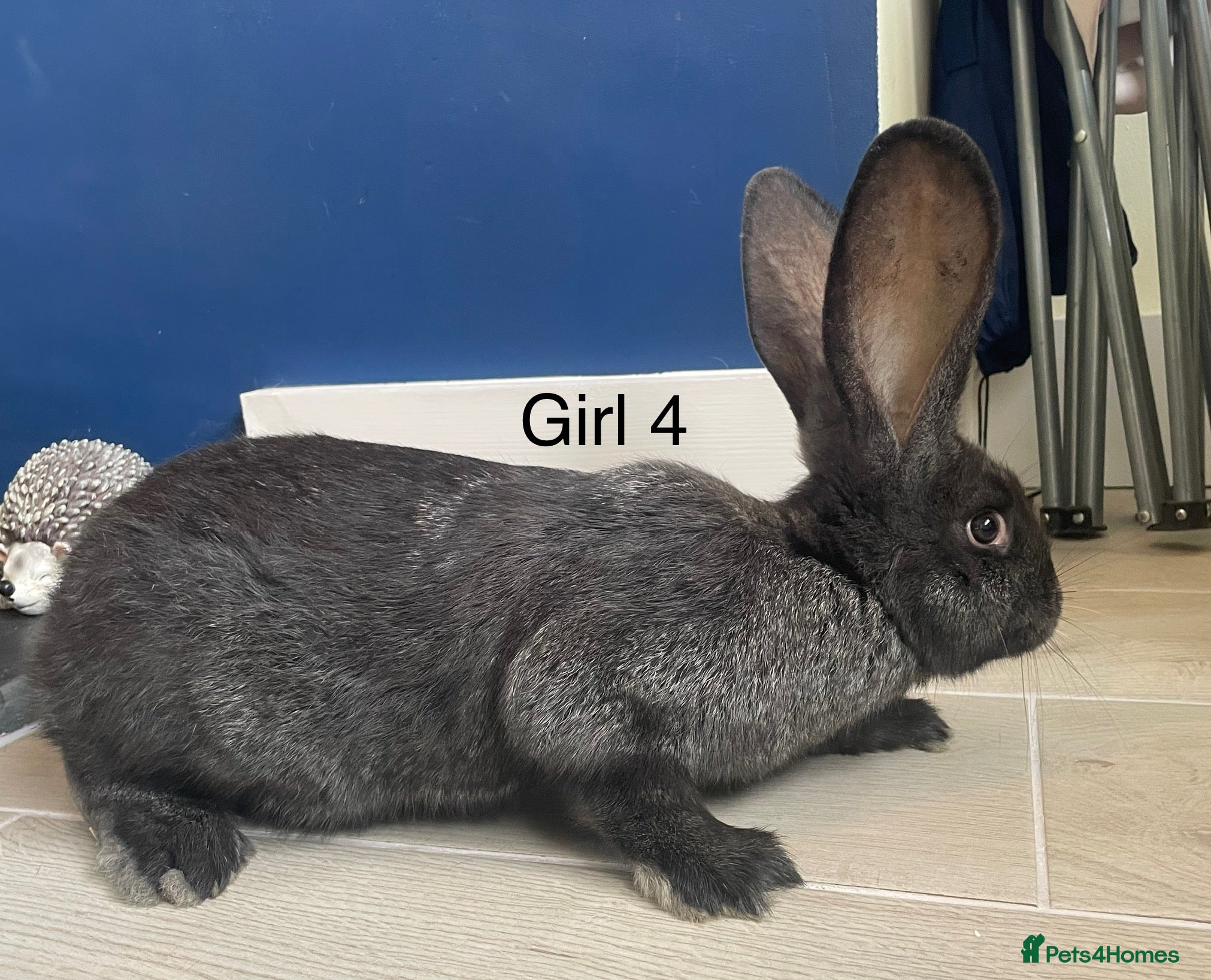 Continental Giant rabbits 💖Pure bred continental giants💖 - Advert 3
