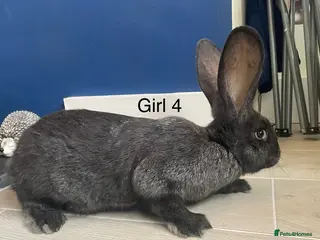 Continental Giant rabbits 💖Pure bred continental giants💖 - Advert 3