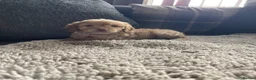 Cockapoo dogs for sale: f1b miniature dna health tested cockerpoos  - Advert 23
