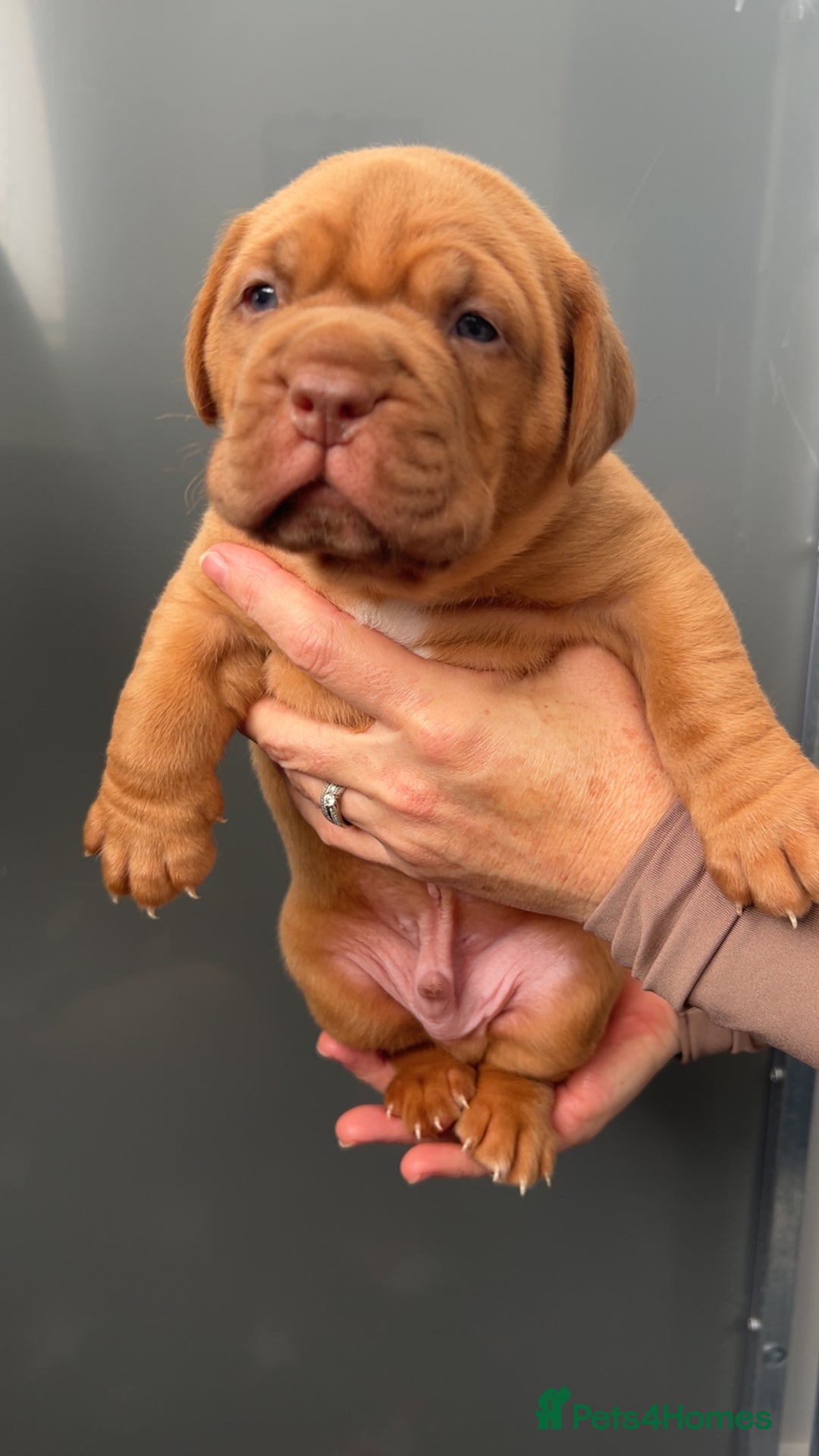 Dogue De Bordeaux dogs for sale: Chunky kc registered dogue de Bordeaux puppies - Advert 33