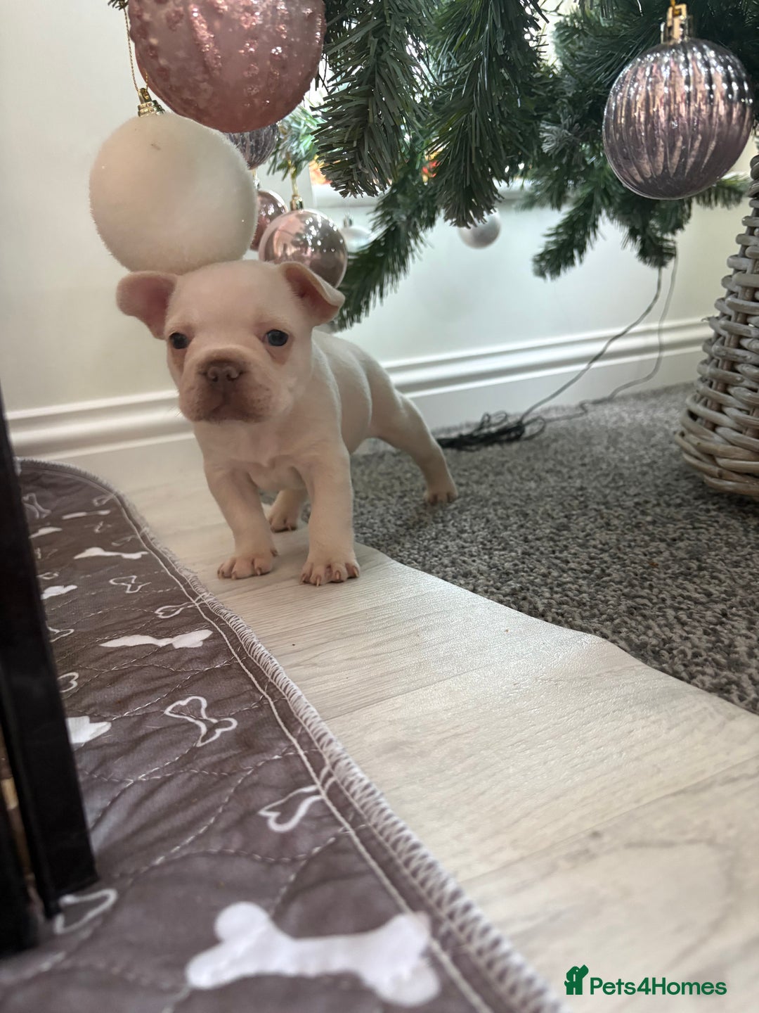 French Bulldog dogs for sale: French Bulldog Pups - Advert 4