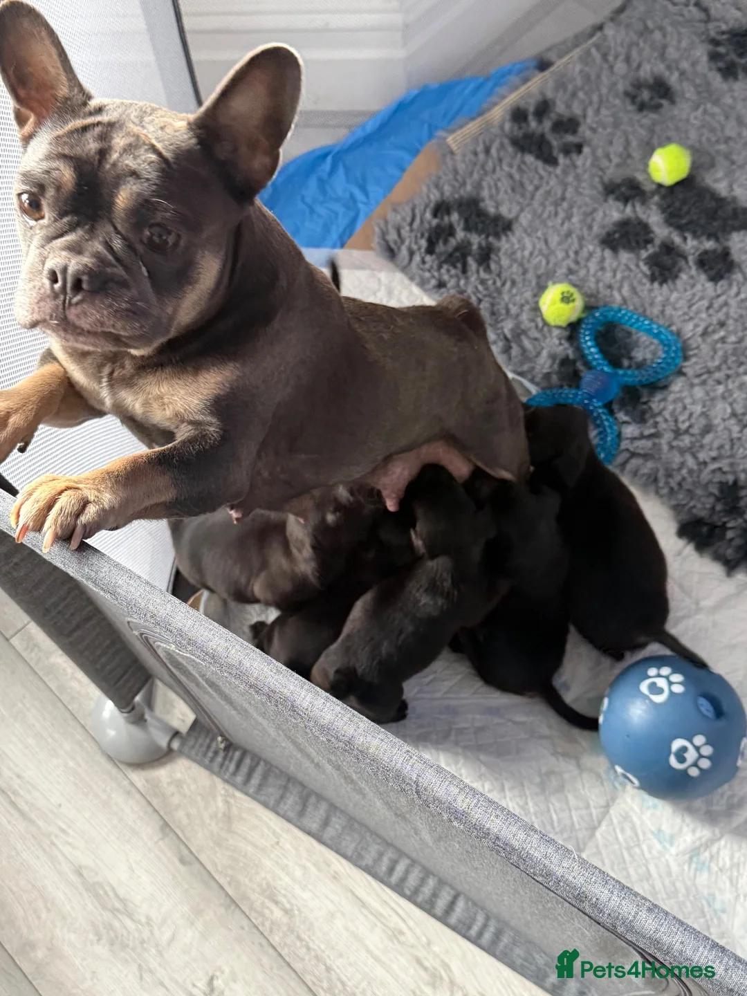 Mixed Breed dogs for sale: French bulldog x cockapoo in Bournemouth - Advert 1