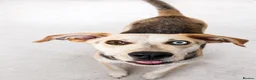 Mixed Breed dogs for adoption: 💙 RINA – Looking for Her Perfect Match 💙 in Sleaford - Advert 6