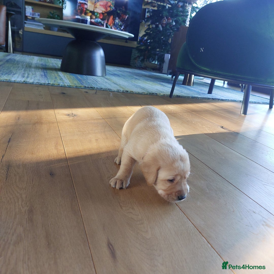 Labrador Retriever dogs for sale: Coco’s Labrador Puppies Seeking Loving Homes - Advert 7