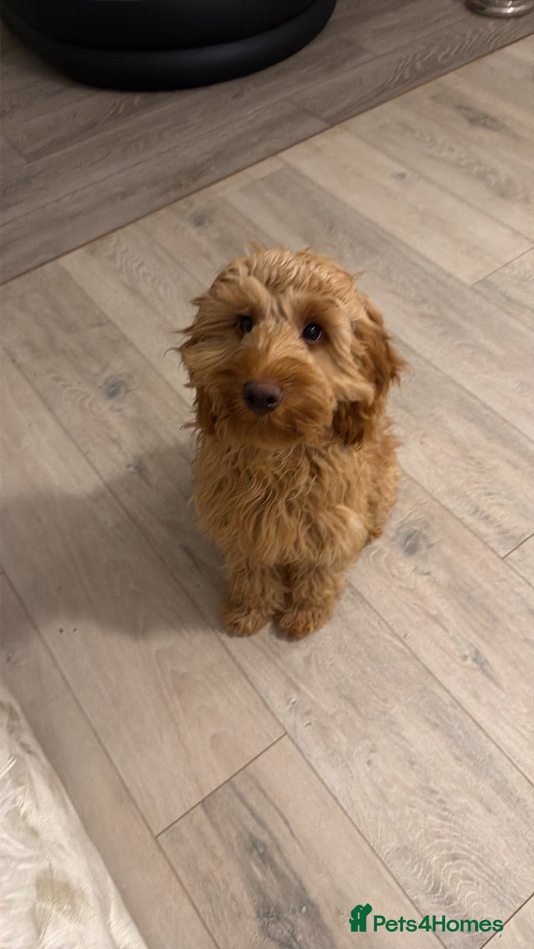 Cockapoo dogs for sale: Cockapoo Pup  - Advert 1