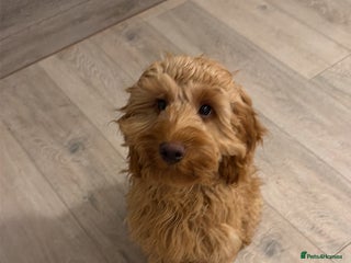 Cockapoo dogs Cockapoo Pup - Advert 1