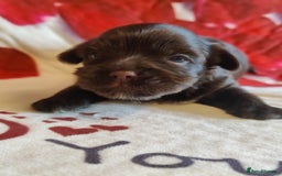 Yorkshire Terrier dogs for sale: Outstanding RARE Yorkshire terrier Chocolate - Image 8
