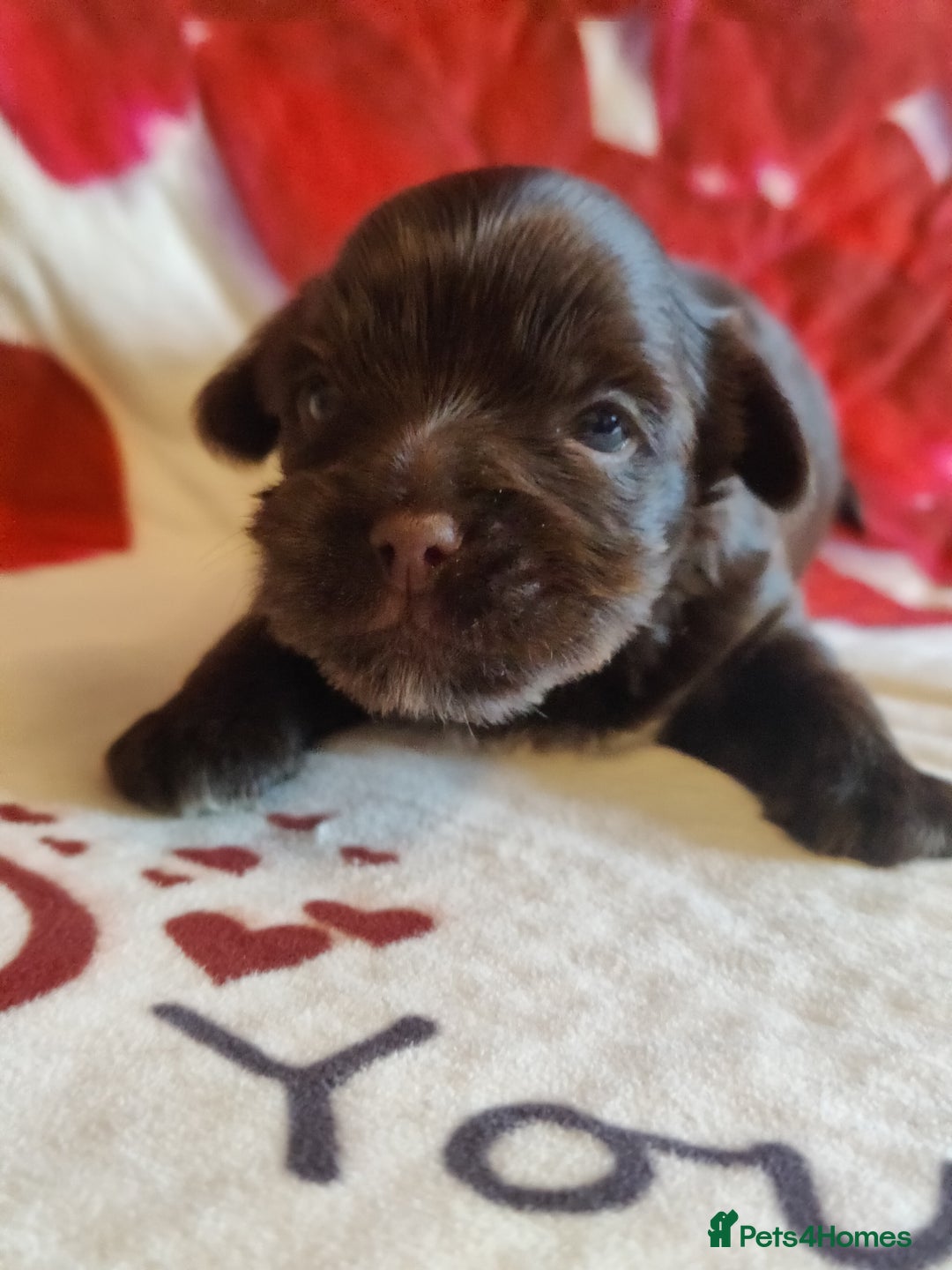 Yorkshire Terrier dogs for sale: Outstanding RARE Yorkshire terrier Chocolate - Image 8