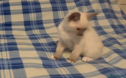 Snowshoe cats for sale: Rare Pedigree Snowshoe Kittens  - Image 17