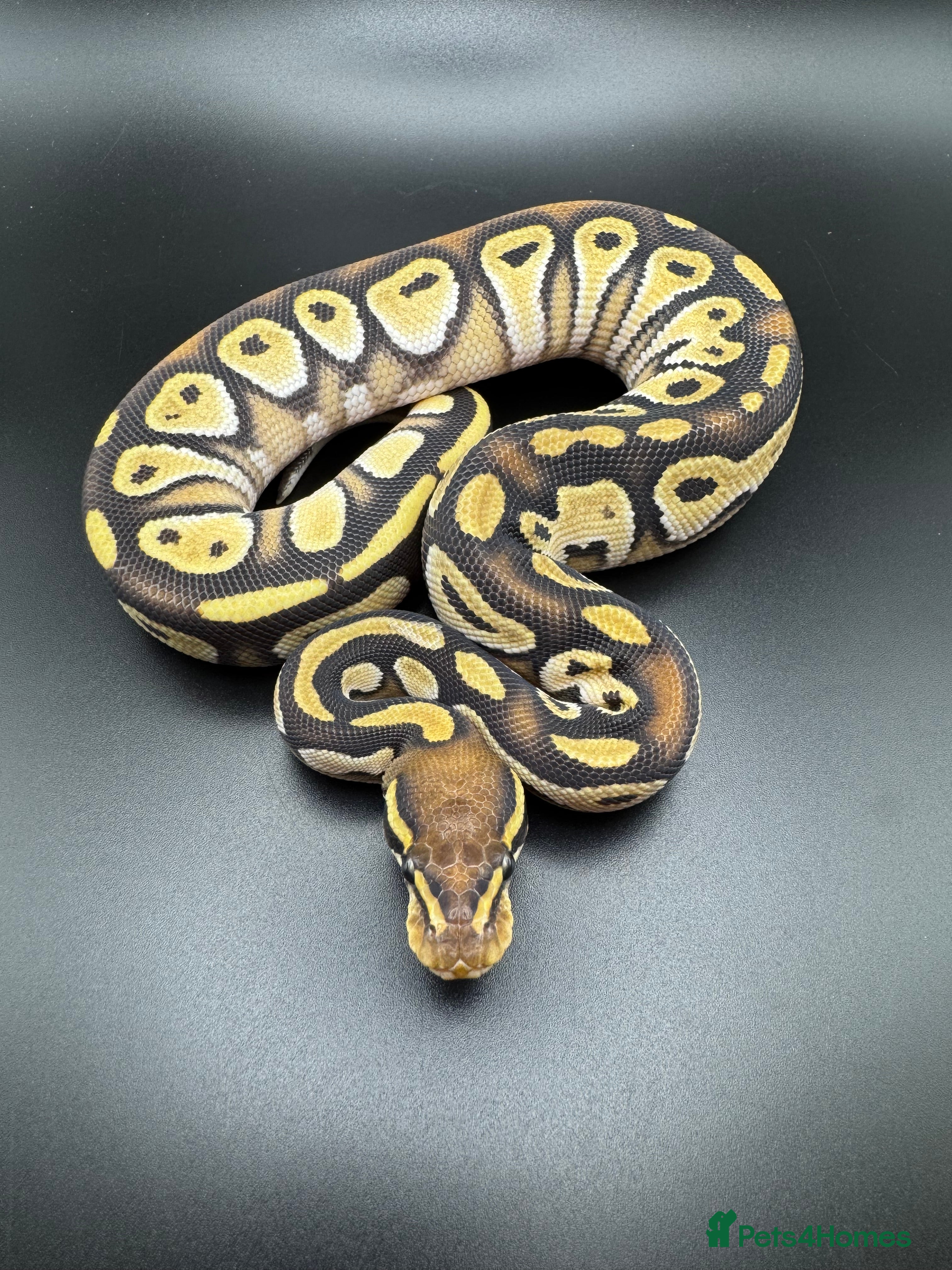 Python Snake reptiles Male Yellow Belly Mojave het Hypo Ball Python - Advert 1