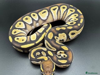 Python Snake reptiles Male Yellow Belly Mojave het Hypo Ball Python - Advert 1