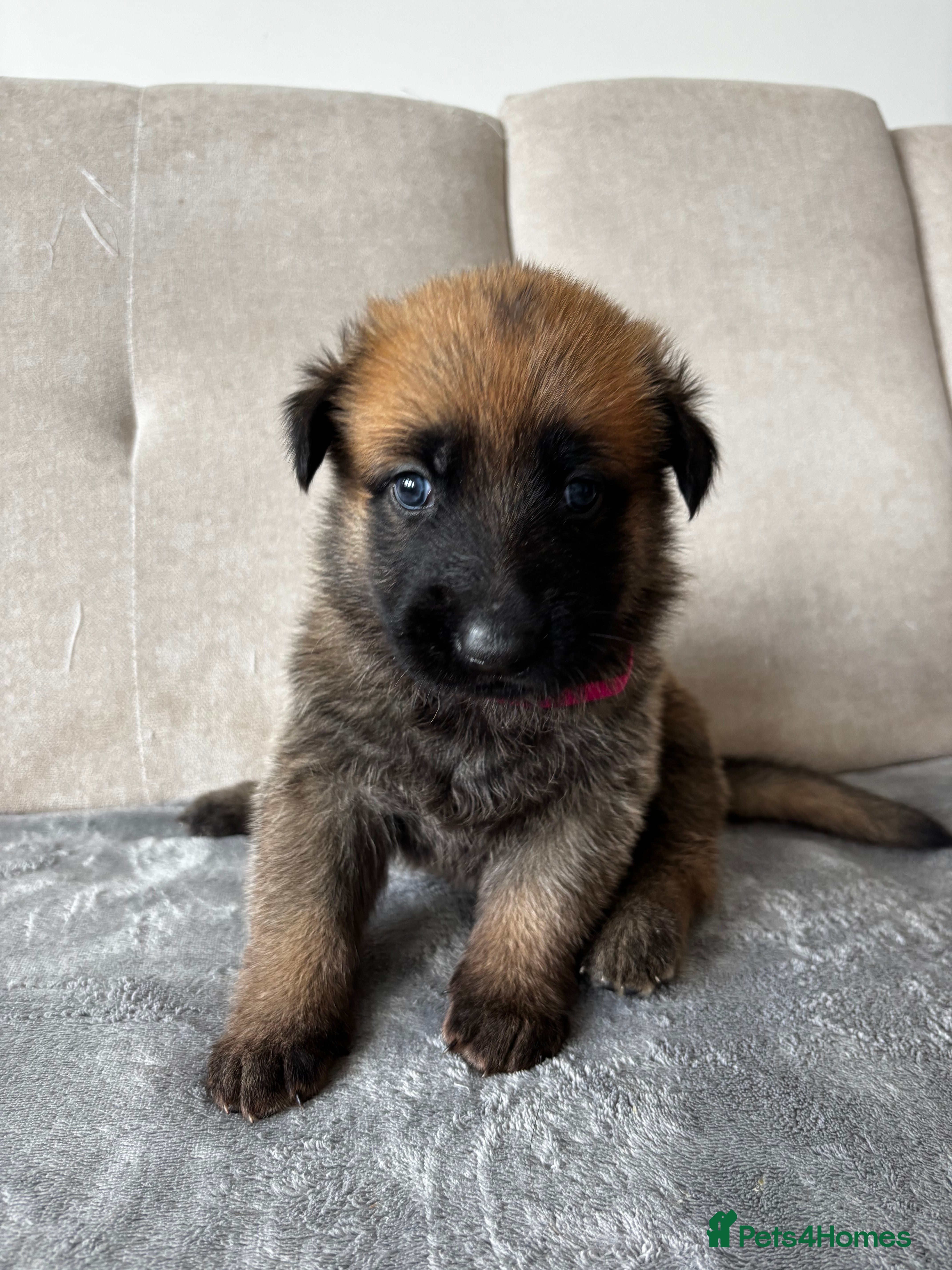 Mixed Breed dogs Malinois x GSD Puppies | Health Checked - Advert 2