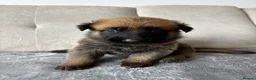 Mixed Breed dogs for sale: Malinois x GSD Puppies ONLY 2 Males Ready To Leave - Advert 32