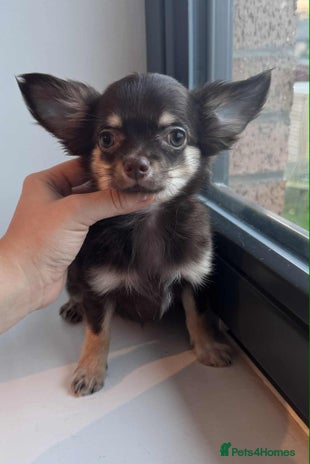 Chihuahua dogs READY TO GO TINY LONGHAIR CHIHUAHUA - Advert 3