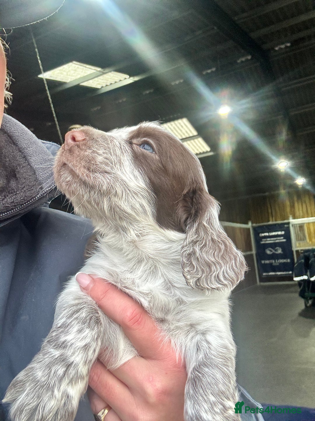 Cocker Spaniel dogs for sale: Working cocker spaniels  - Advert 7