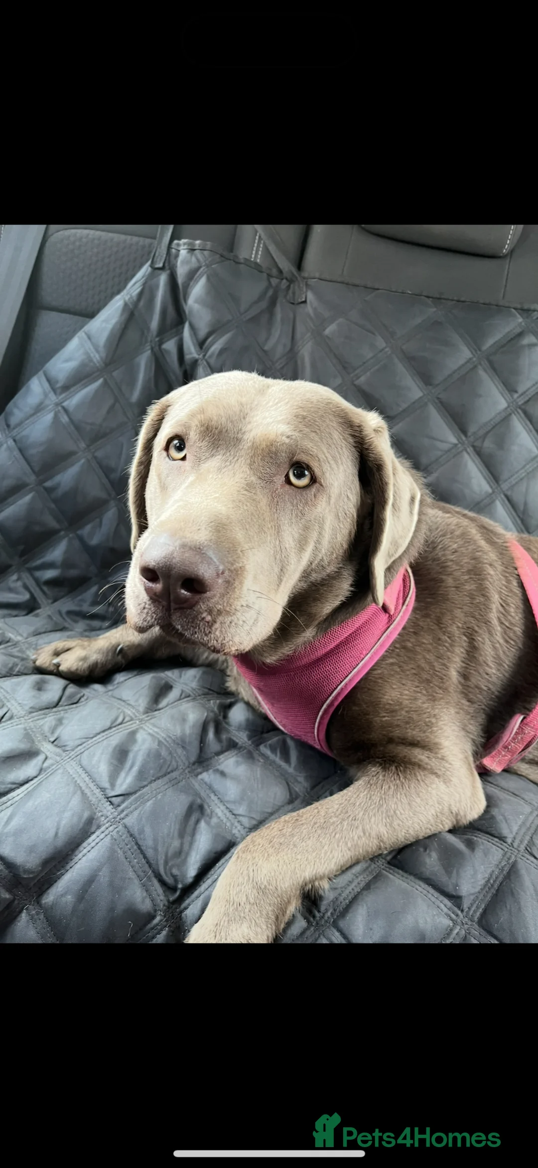 Labrador Retriever dogs for sale: Beautiful Pedigree Lab Puppies For Sale! - Advert 2