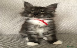 Maine Coon cats for sale: MaineCoon Kittens Black Smoke 1 Boy & 2 Girls - Image 16
