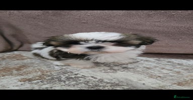 Shih Tzu dogs - Advert 3