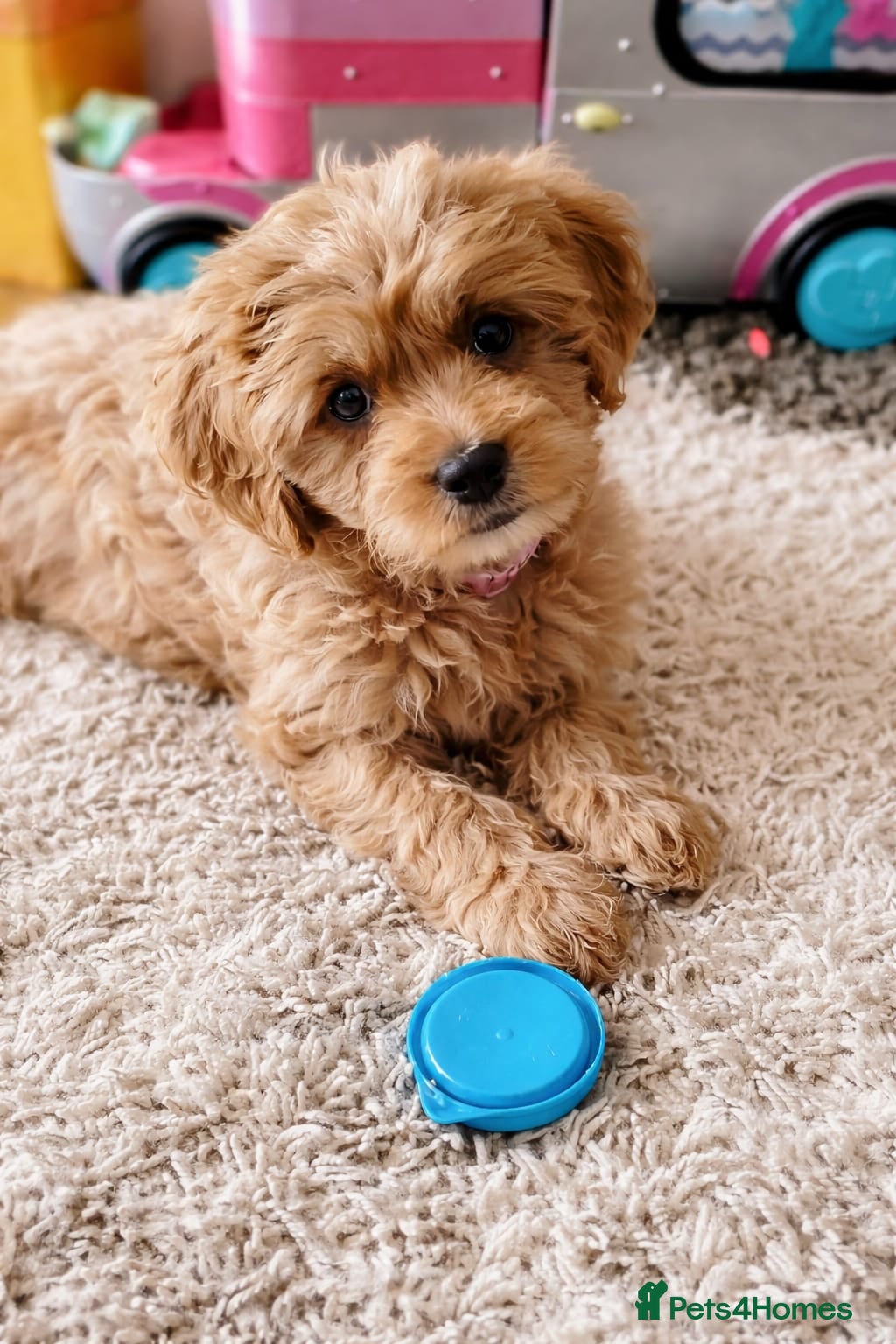 Cavapoo dogs Exquisite F1 Cavapoo Puppies - Advert 10