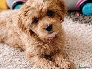 Cavapoo dogs Exquisite F1 Cavapoo Puppies - Advert 5