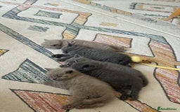 British Shorthair cats for sale: Gorgeous Kittens Ready to Find Their Forever Homes - Image 27