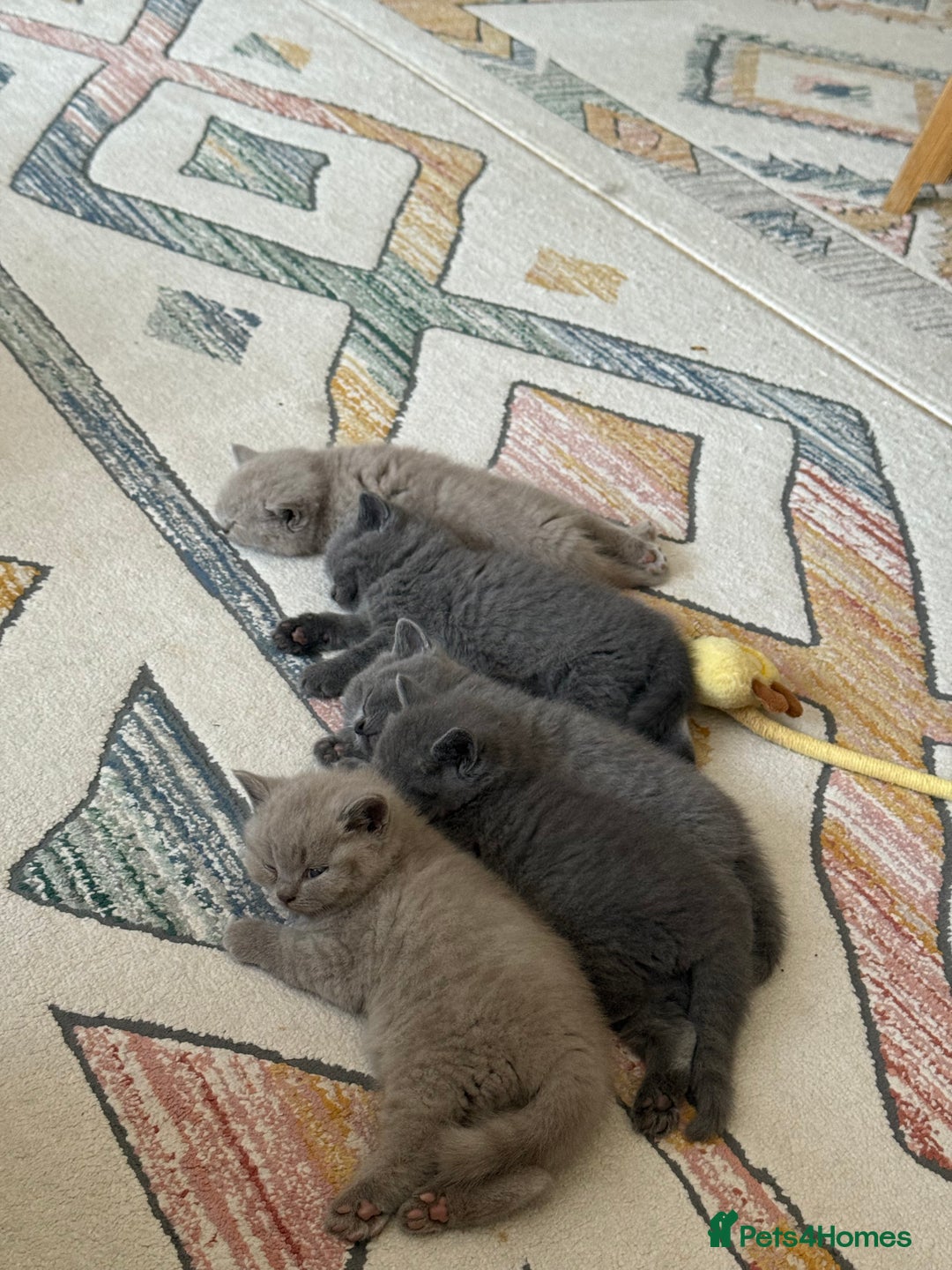 British Shorthair cats for sale: Gorgeous Kittens Ready to Find Their Forever Homes - Image 27