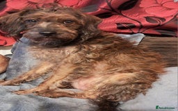 Mixed Breed dogs for sale: Peggy needs a loving home  - Image 1