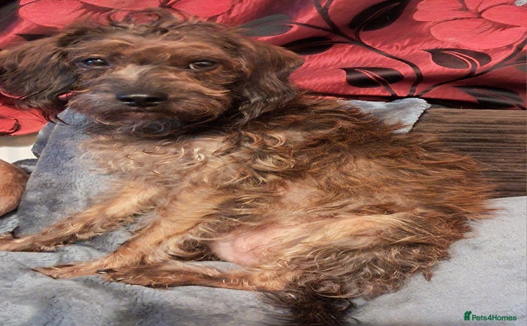 Mixed Breed dogs - Advert 7